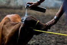Carlos Mahr, cattle producer and President of the Chiapas Livestock Union Spray disinfectant on one of his cows as the Mexican government and ranchers struggle to control the spread of the flesh-eating screwworm, in Tuxtla Gutierrez, Chiapas state, Mexico July 3, 2025. Photo: Reuters/Daniel Becerril
