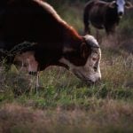 Cattle graze on a farm at sunset in Rockport, Texas on December 25, 2023.