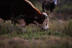 Cattle graze on a farm at sunset in Rockport, Texas on December 25, 2023.