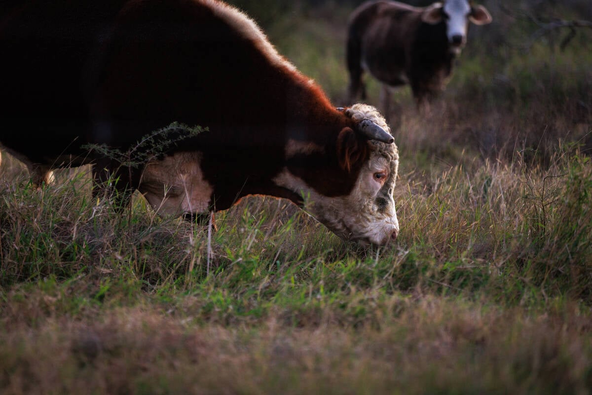 Cattle graze on a farm at sunset in Rockport, Texas on December 25, 2023.