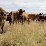 Dry Jersey cattle on a dairy farm graze a polycrop mix.