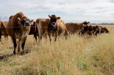 Dry Jersey cattle on a dairy farm graze a polycrop mix.