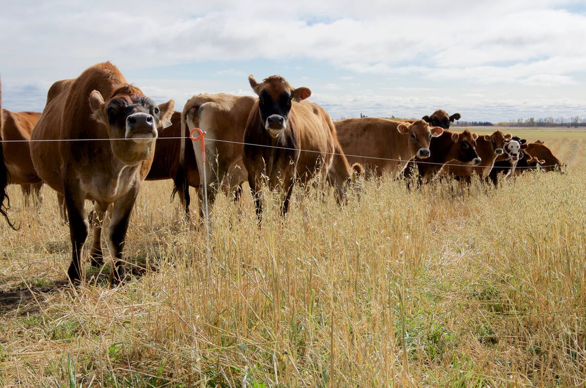 Dry Jersey cattle on a dairy farm graze a polycrop mix.