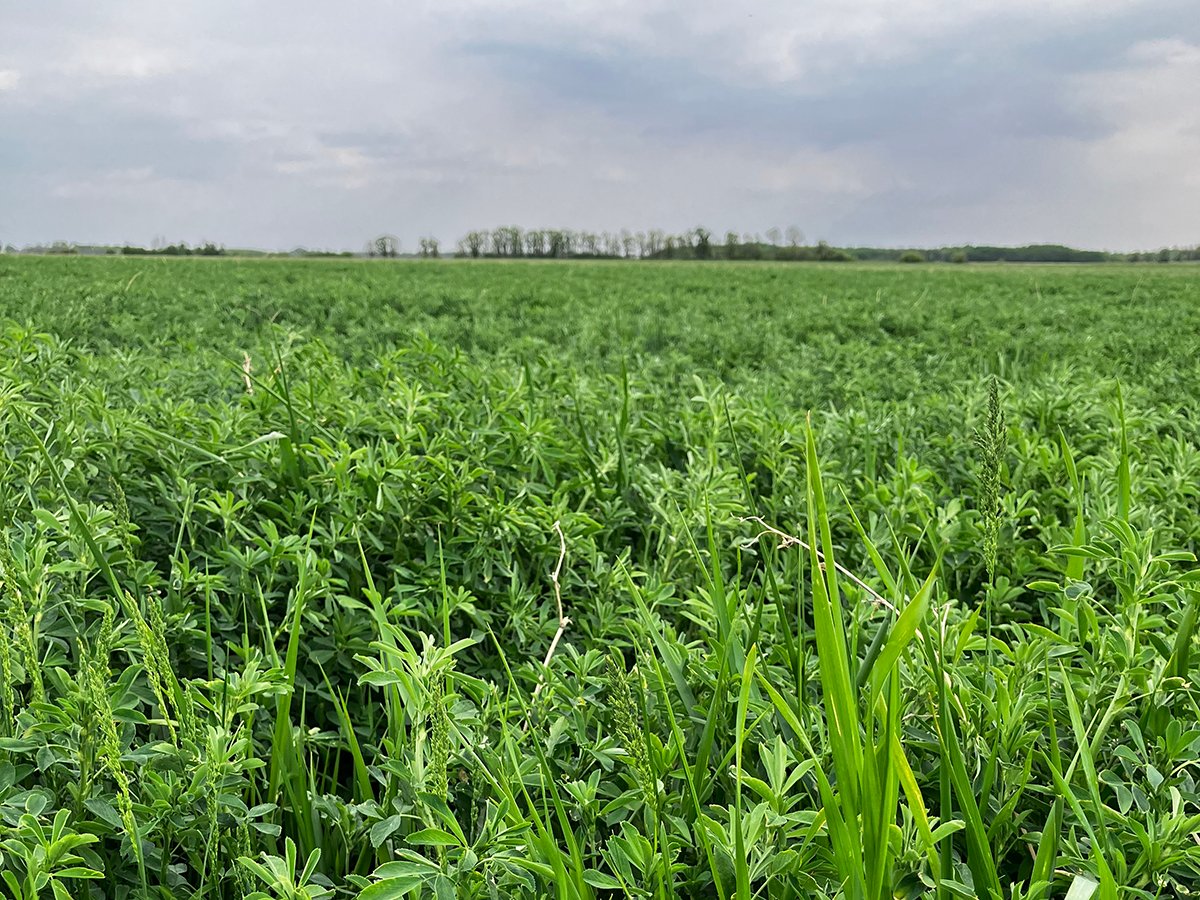 An alfalfa-grass hay crop grows near Stonewall, Man., 2025.