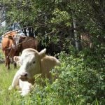 Cattle at Whiskey Creek Ranch laze near some trees in a lush pasture.