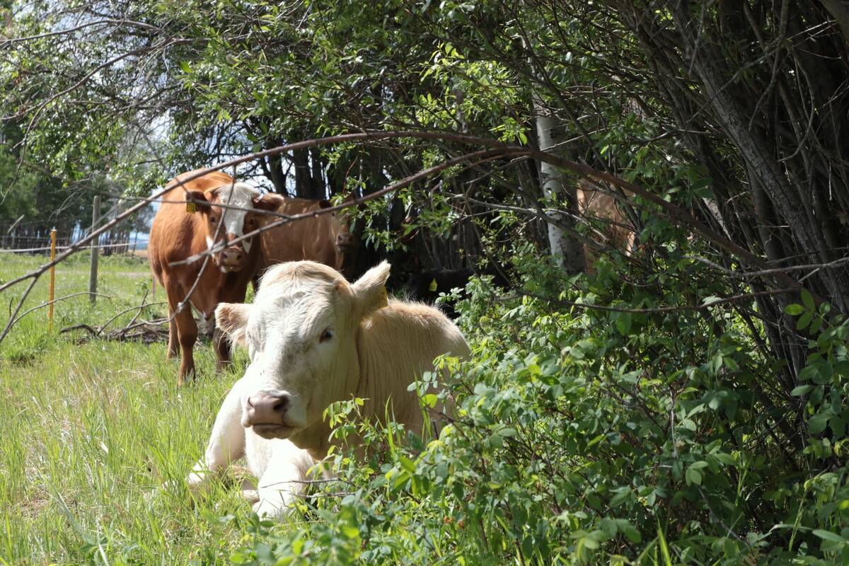 Cattle at Whiskey Creek Ranch laze near some trees in a lush pasture.