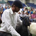 A man in an Ivy-style hat and a white shirt holds a Bluefaced Leicester sheep on a lead in a show ring.