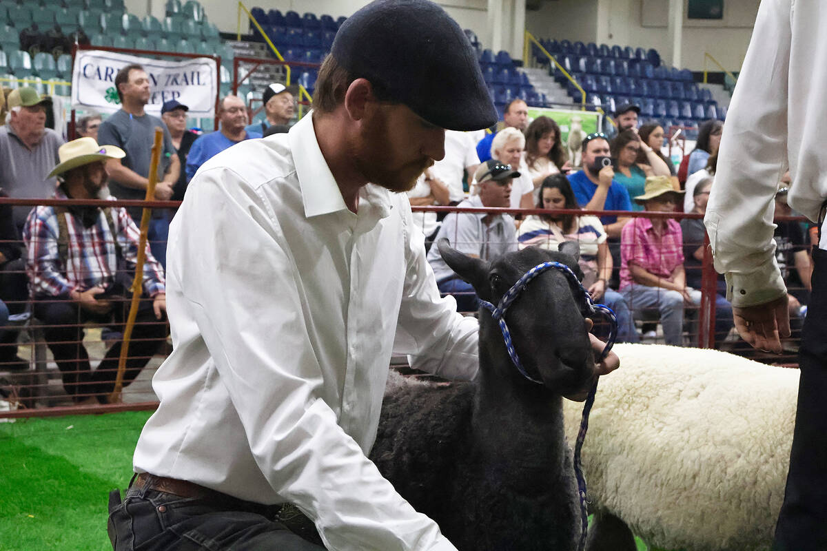 A man in an Ivy-style hat and a white shirt holds a Bluefaced Leicester sheep on a lead in a show ring.