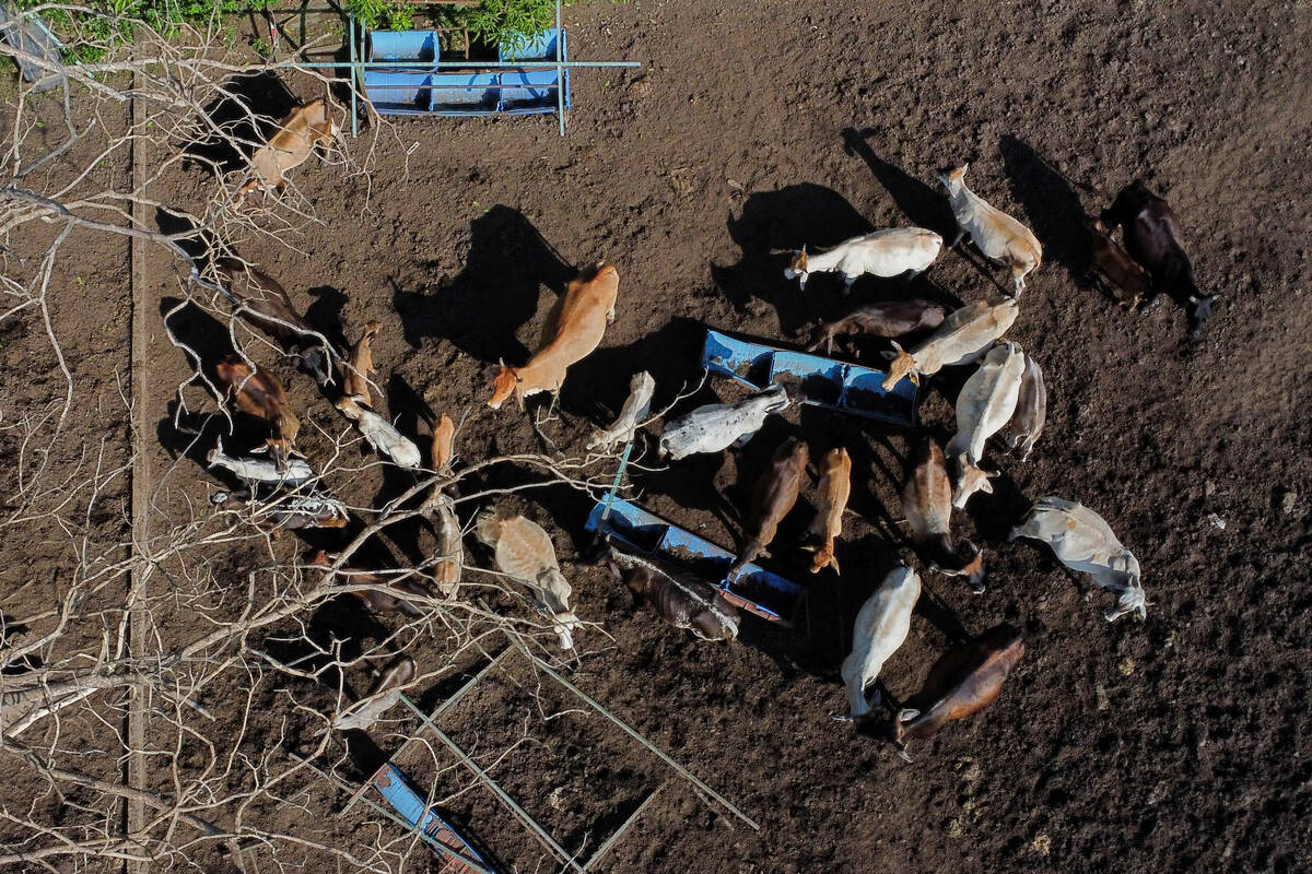 A drone view shows cows of cattle producer Julio Herrera on his ranch in Mexico.