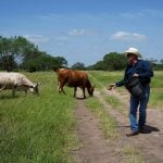 A man in a cowboy hat gives treats to his cattle in Oakville, Texas on July 15, 2025.