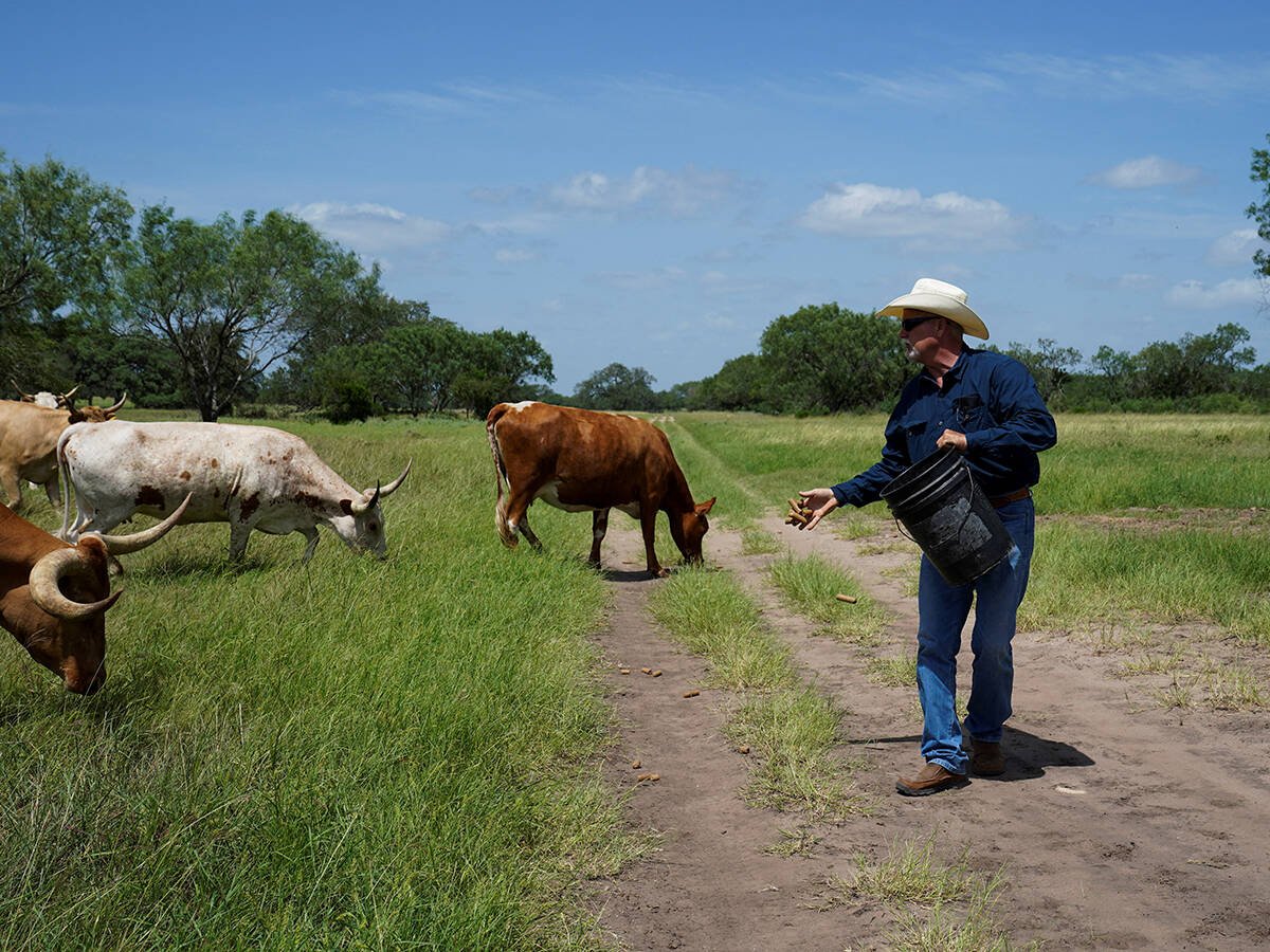 A man in a cowboy hat gives treats to his cattle in Oakville, Texas on July 15, 2025.