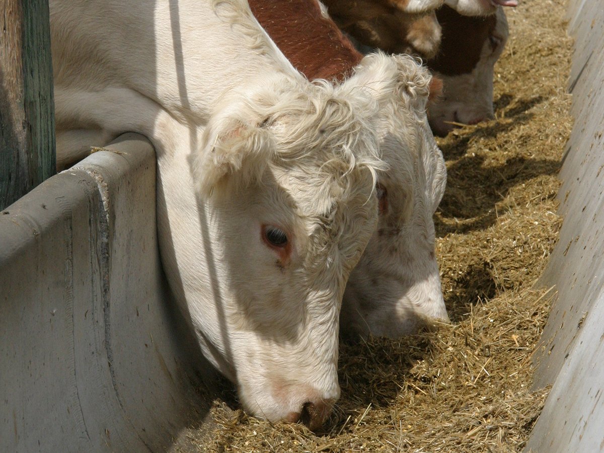 Close-up of cattle eating feed from a concrete bunk in a feedlot.