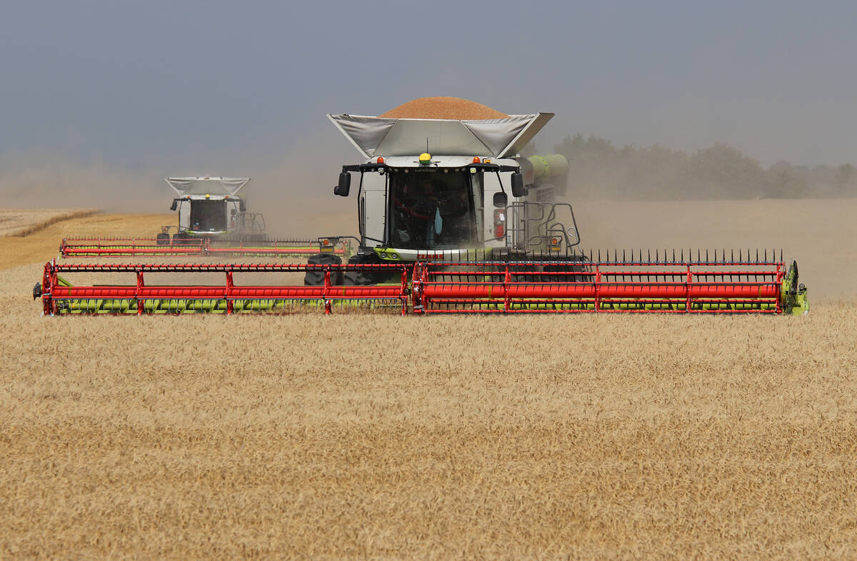 Two combines, one in front of the other, harvest winter wheat.