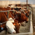 Cattle eating from a concrete feed bunk in a feedlot.