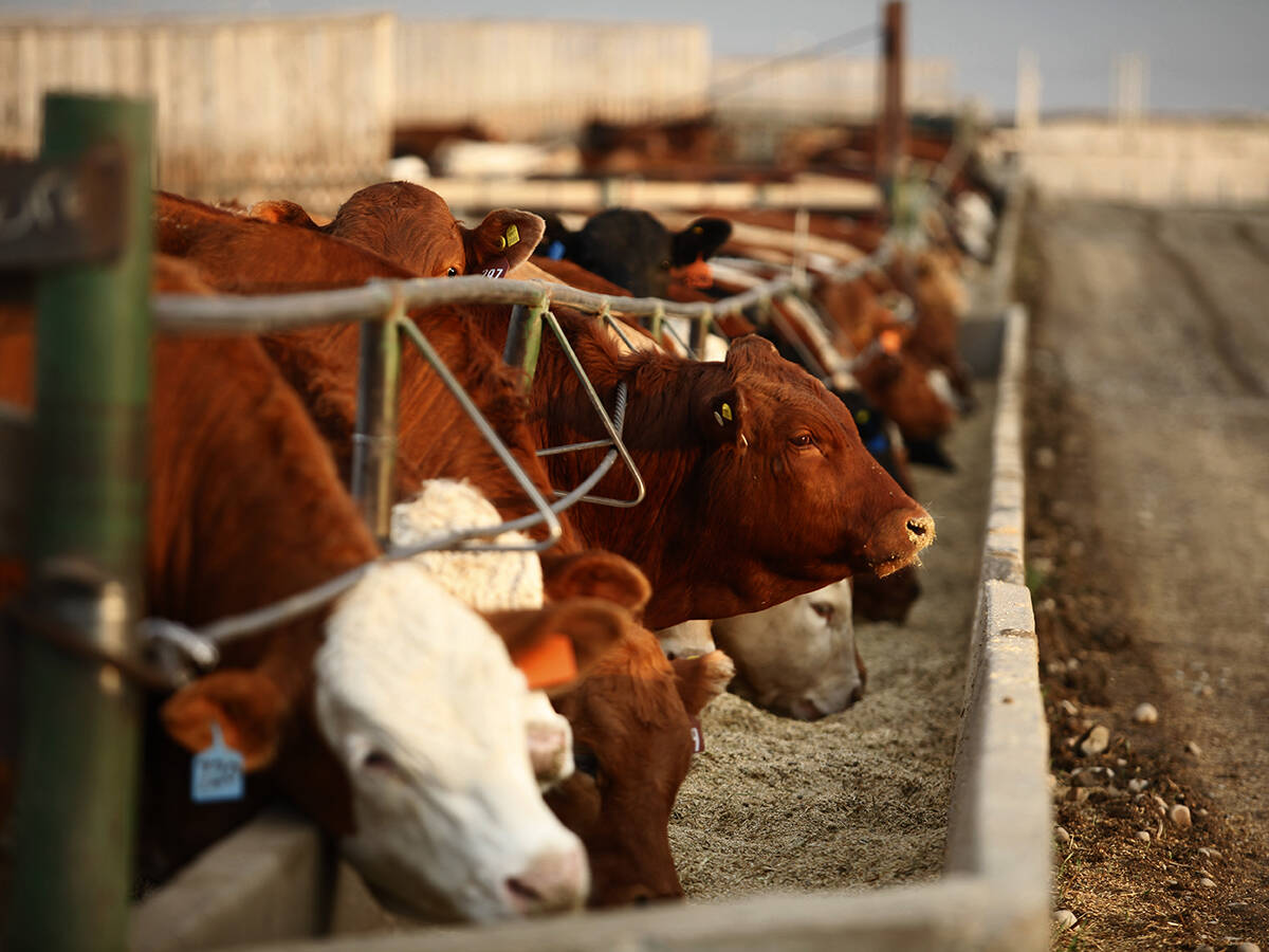Cattle eating from a concrete feed bunk in a feedlot.
