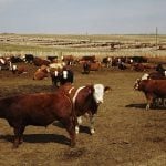 Cattle mull about in a large pen at a feedlot.