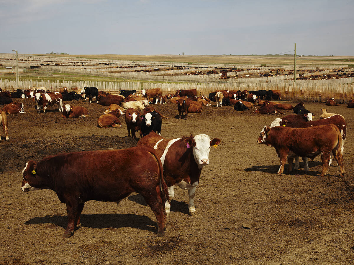 Cattle mull about in a large pen at a feedlot.