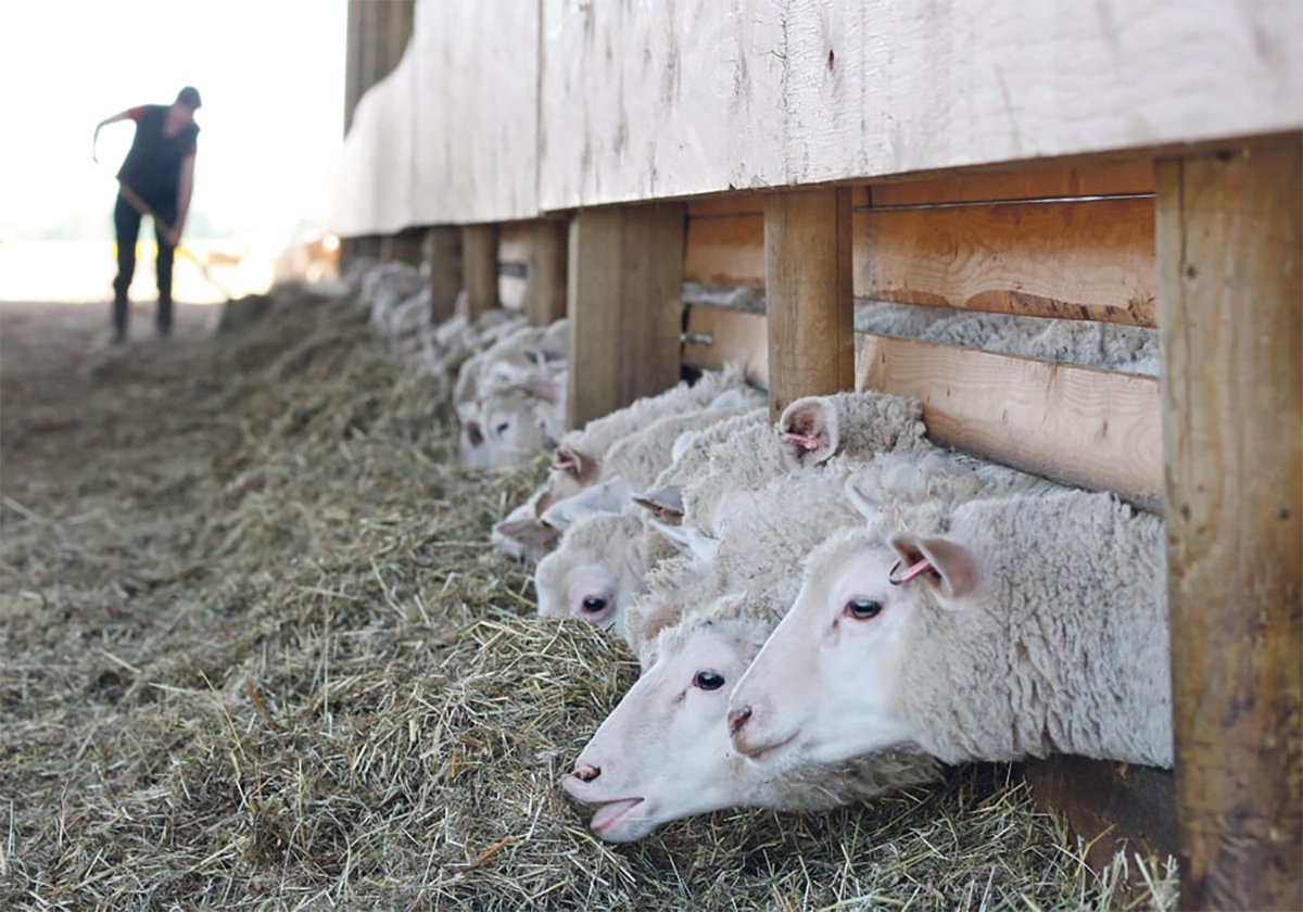 Lambs stick their heads beneath a fence to feed on hay. A farmer is blurry in the background moving the hay closer to the fence for the lambs to reach it.