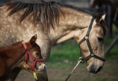 A cloned newborn horse stands next to its surrogate mother in an enclosure at a horse birthing hospital, in San Antonio de Areco, near Buenos Aires, Argentina July 29, 2025. REUTERS/Agustin Marcarian