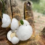Several hailstones and a toonie for comparison sit in a leather-gloved hand.