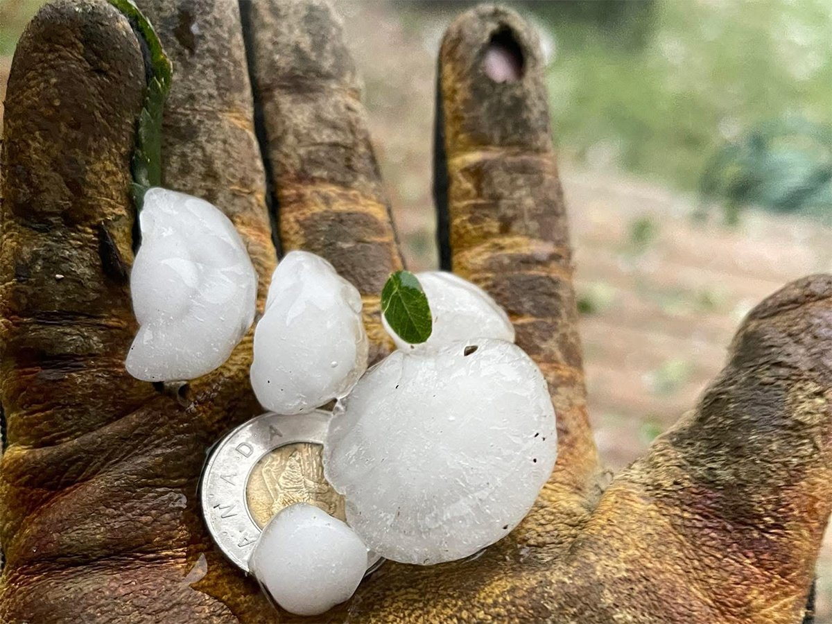 Several hailstones and a toonie for comparison sit in a leather-gloved hand.