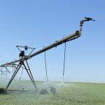 A section of pivot irrigation waters a pea crop against a clear blue sky.