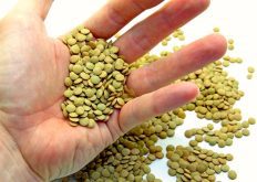 Saskatchewan Agriculture’s special crops specialist says that lentils are in good condition in that province.  Photo: Thinkstock