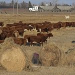 A grain truck rolls by on the highway in the distance while a herd of cattle eat off of several round bales in a fenced field in the foreground.