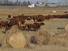 A grain truck rolls by on the highway in the distance while a herd of cattle eat off of several round bales in a fenced field in the foreground.