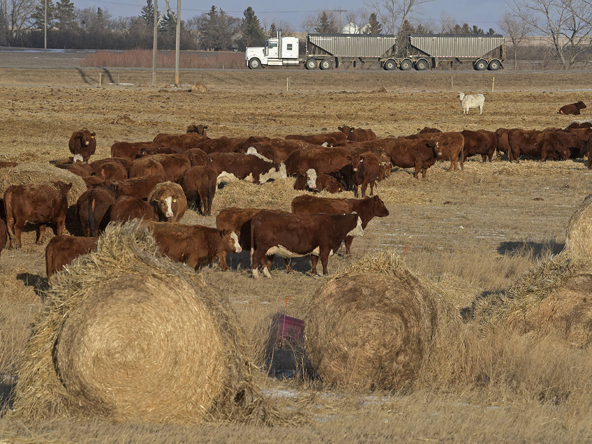A grain truck rolls by on the highway in the distance while a herd of cattle eat off of several round bales in a fenced field in the foreground.