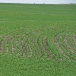 The curving, lush green rows of newly-emerged crop are visible in a field.