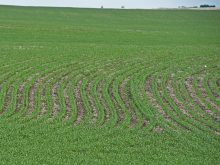 The curving, lush green rows of newly-emerged crop are visible in a field.