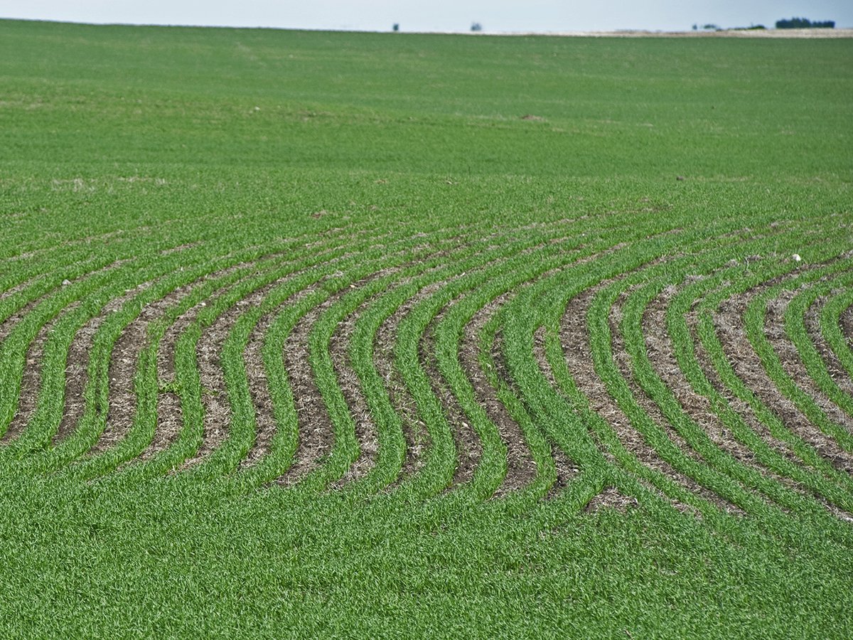 The curving, lush green rows of newly-emerged crop are visible in a field.