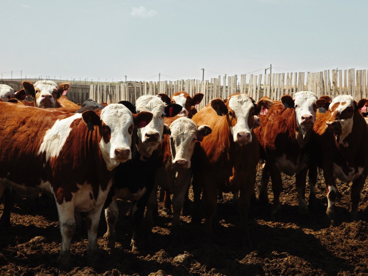 feedlot in canada