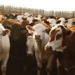 feedlot Canada Beef