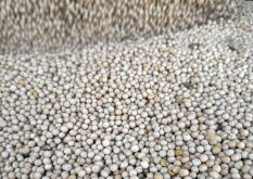 Yellow pea