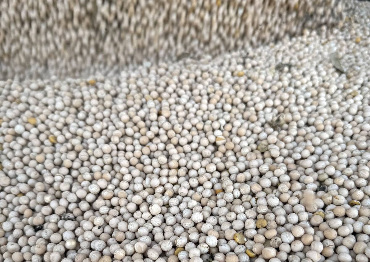 Yellow pea