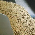 green lentils