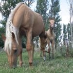 A mare and her foal on pasture board at Mill Stream Stables. (WP photo by Daniel Winters)