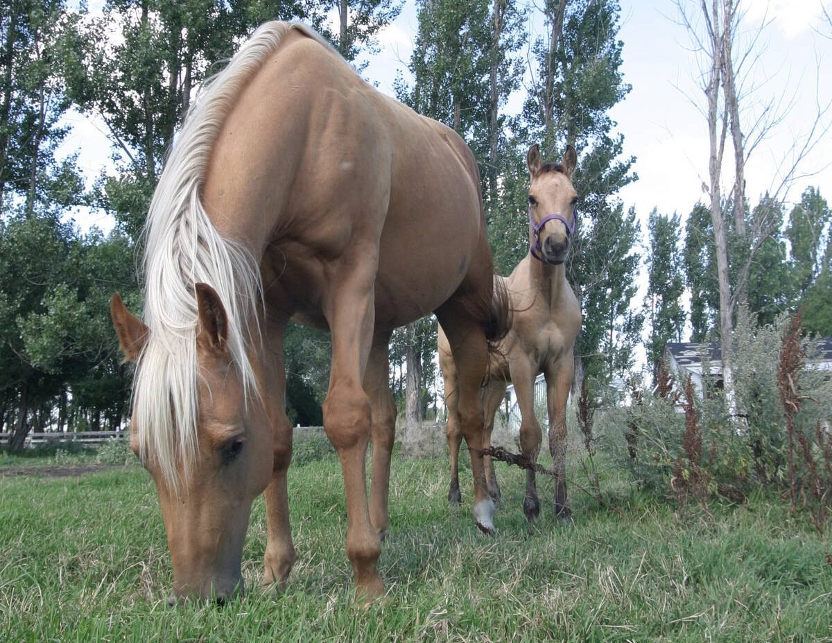 A mare and her foal on pasture board at Mill Stream Stables. (WP photo by Daniel Winters)