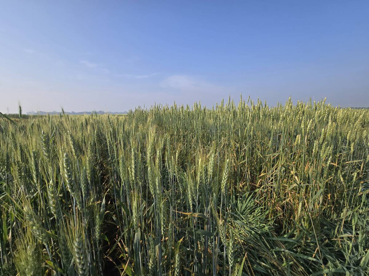 The wheat varieties developed at Agriculture Canada’s Brandon research centre have become standby seed choices across Canada.