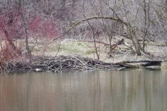 Areas around a beaver pond in Central Manitoba green up in spring. Photo: Alexis Stockford