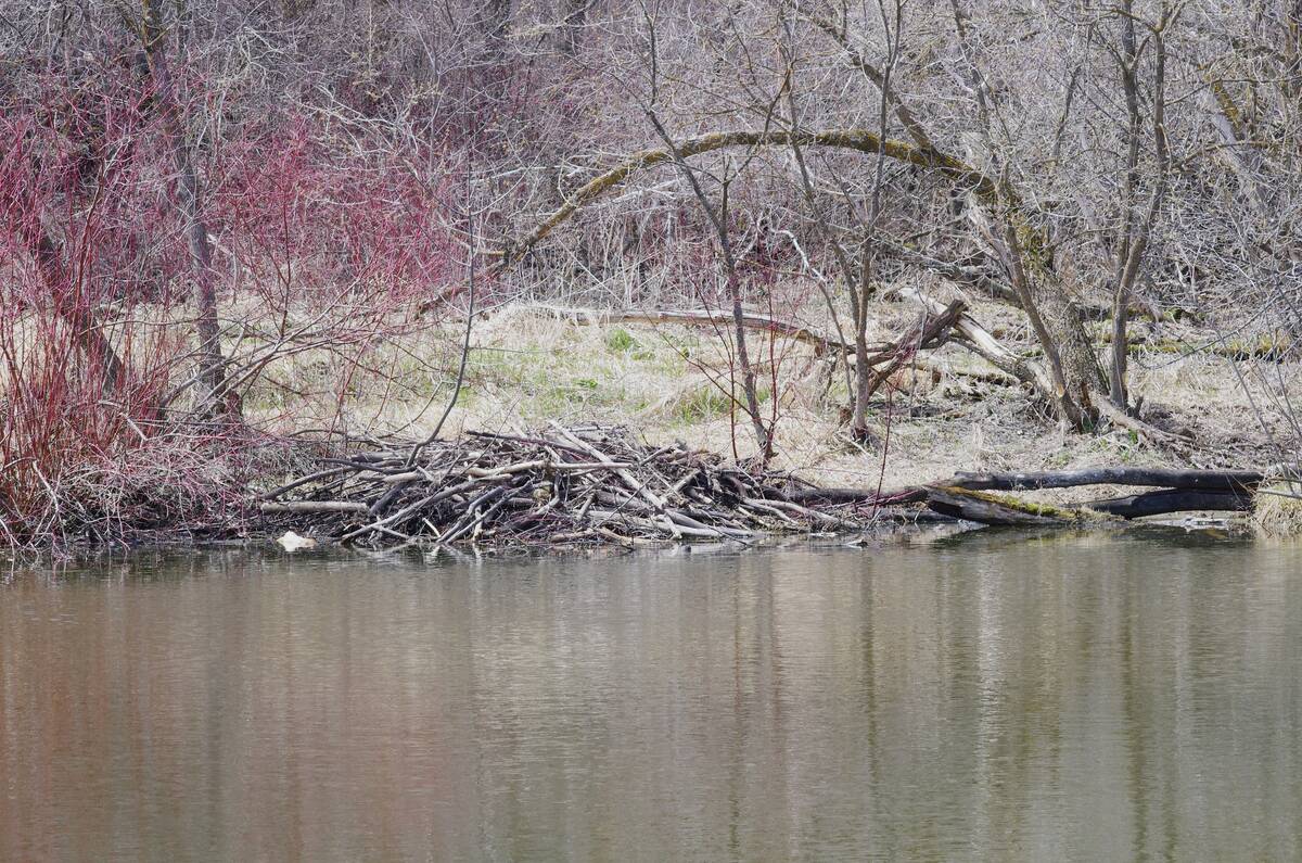 Areas around a beaver pond in Central Manitoba green up in spring. Photo: Alexis Stockford
