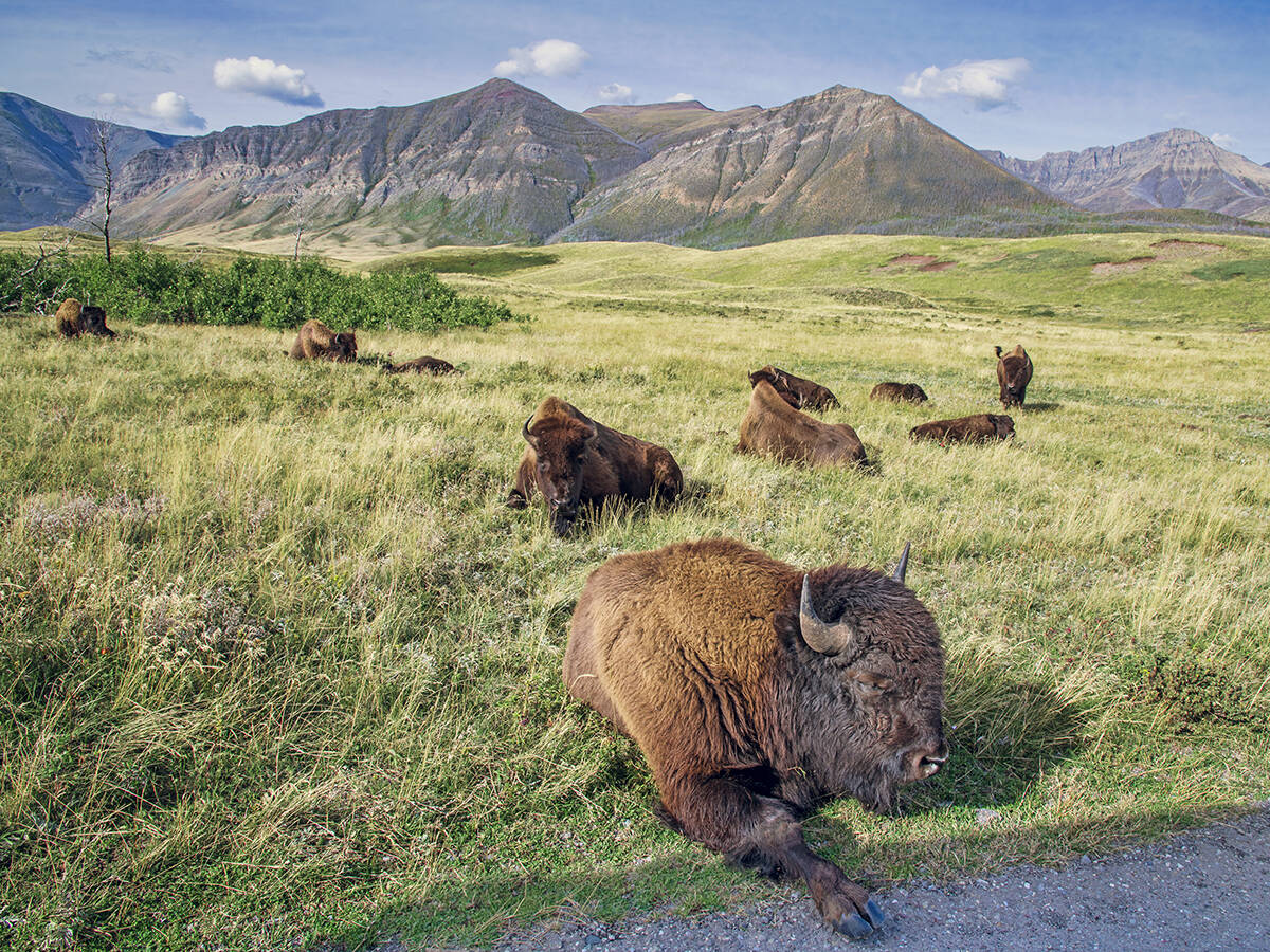 Bison laze in the grass next to a gravel road in Waterton Lakes National Park.