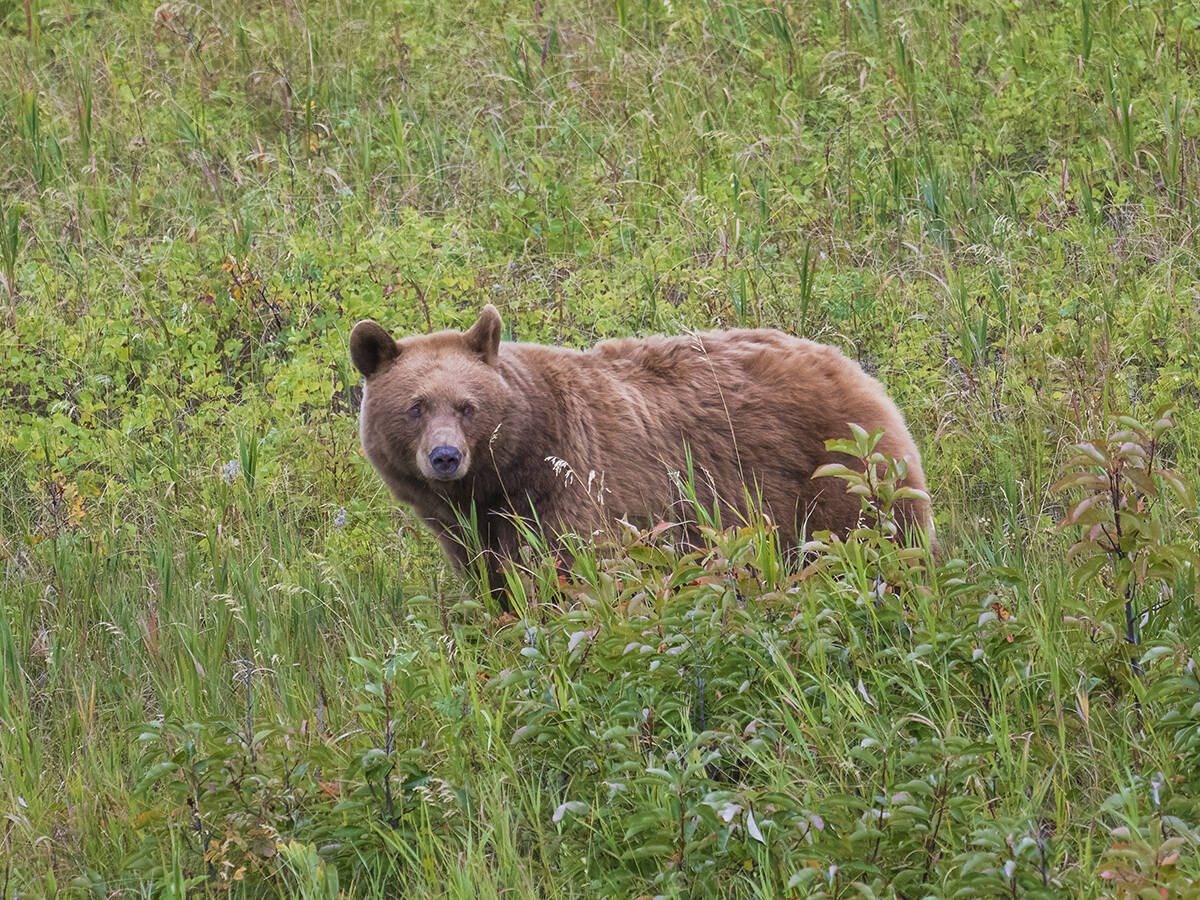 A light brown grizzly bear stands amid the underbrush in Waterton Lakes NP.