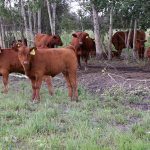 Brown cattle stand among some trees in a pasture.