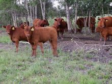 Brown cattle stand among some trees in a pasture.