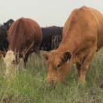 Two brown cows graze on some lush green grass while a bunch more black cattle can be seen in the background.