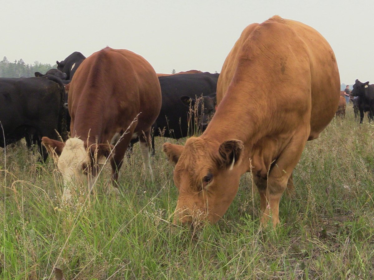 Two brown cows graze on some lush green grass while a bunch more black cattle can be seen in the background.