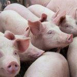 A group of hogs are close together in a pen.